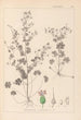 Herbier de la flore française Pl0076 - Louis Antoine Cusin — weergave van het kunstwerk