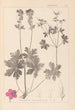 Herbier de la flore française Pl0077 - Louis Antoine Cusin — weergave van het kunstwerk