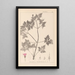 Herbier de la flore française Pl0078 - Louis Antoine Cusin — ingelijst kunstwerk aan de muur