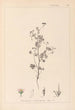 Herbier de la flore française Pl0080 - Louis Antoine Cusin — weergave van het kunstwerk