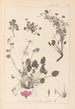 Herbier de la flore française Pl0082 - Louis Antoine Cusin — weergave van het kunstwerk