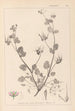 Herbier de la flore française Pl0083 - Louis Antoine Cusin — weergave van het kunstwerk