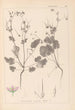 Herbier de la flore française Pl0084 - Louis Antoine Cusin — weergave van het kunstwerk