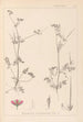 Herbier de la flore française Pl0086 - Louis Antoine Cusin — weergave van het kunstwerk