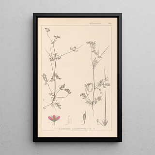 Louis Antoine Cusin - Herbier de la flore franaise Pl0086.webp