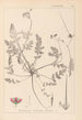 Herbier de la flore française Pl0087 - Louis Antoine Cusin — weergave van het kunstwerk