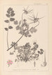 Herbier de la flore française Pl0089 - Louis Antoine Cusin — weergave van het kunstwerk