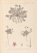 Herbier de la flore française Pl0090 - Louis Antoine Cusin — weergave van het kunstwerk