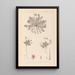 Herbier de la flore française Pl0090 - Louis Antoine Cusin — ingelijst kunstwerk aan de muur