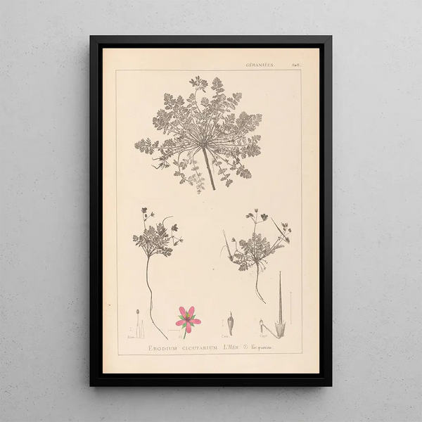Louis Antoine Cusin - Herbier de la flore franaise Pl0090.webp