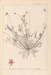 Herbier de la flore française Pl0091 - Louis Antoine Cusin — weergave van het kunstwerk