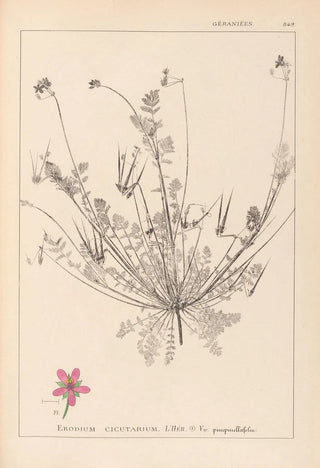 Louis Antoine Cusin - Herbier de la flore franaise Pl0091.webp