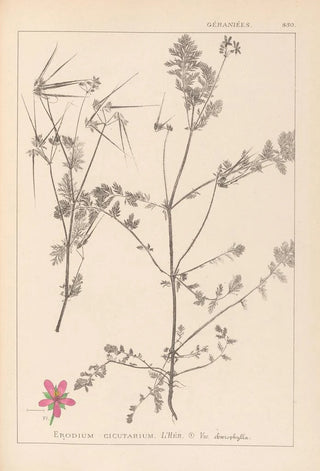 Louis Antoine Cusin - Herbier de la flore franaise Pl0092.webp