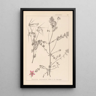 Louis Antoine Cusin - Herbier de la flore franaise Pl0092.webp
