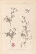 Herbier de la flore française Pl0093 - Louis Antoine Cusin — weergave van het kunstwerk