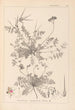 Herbier de la flore française Pl0094 - Louis Antoine Cusin — weergave van het kunstwerk
