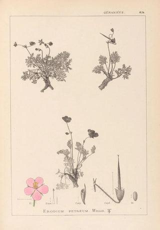 Louis Antoine Cusin - Herbier de la flore franaise Pl0096.webp