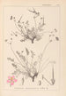 Herbier de la flore française Pl0097 - Louis Antoine Cusin — weergave van het kunstwerk