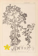 Herbier de la flore française Pl0098 - Louis Antoine Cusin — weergave van het kunstwerk