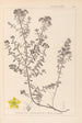 Herbier de la flore française Pl0099 - Louis Antoine Cusin — weergave van het kunstwerk