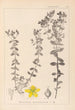 Herbier de la flore française Pl0100 - Louis Antoine Cusin — weergave van het kunstwerk