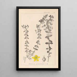 Louis Antoine Cusin - Herbier de la flore franaise Pl0100.webp