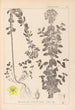 Herbier de la flore française Pl0101 - Louis Antoine Cusin — weergave van het kunstwerk