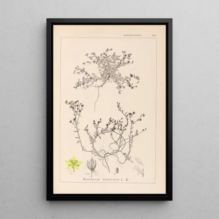 Louis Antoine Cusin - Herbier de la flore franaise Pl0102.webp