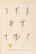 Herbier de la flore française Pl0103 - Louis Antoine Cusin — weergave van het kunstwerk
