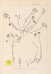 Herbier de la flore française Pl0104 - Louis Antoine Cusin — weergave van het kunstwerk