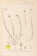 Herbier de la flore française Pl0105 - Louis Antoine Cusin — weergave van het kunstwerk