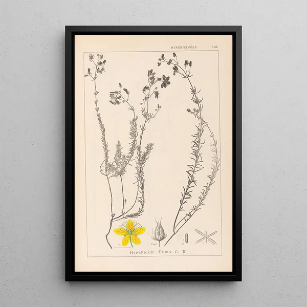 Louis Antoine Cusin - Herbier de la flore franaise Pl0107.webp