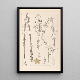 Louis Antoine Cusin - Herbier de la flore franaise Pl0108.webp