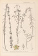 Herbier de la flore française Pl0108 - Louis Antoine Cusin — weergave van het kunstwerk