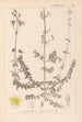 Herbier de la flore française Pl0109 - Louis Antoine Cusin — weergave van het kunstwerk