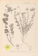 Herbier de la flore française Pl0110 - Louis Antoine Cusin — weergave van het kunstwerk