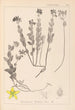 Herbier de la flore française Pl0113 - Louis Antoine Cusin — weergave van het kunstwerk