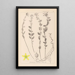 Louis Antoine Cusin - Herbier de la flore franaise Pl0114.webp