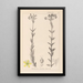 Herbier de la flore française Pl0115 - Louis Antoine Cusin — ingelijst kunstwerk aan de muur