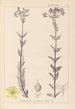 Herbier de la flore française Pl0115 - Louis Antoine Cusin — weergave van het kunstwerk