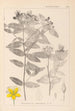 Herbier de la flore française Pl0116 - Louis Antoine Cusin — weergave van het kunstwerk