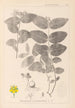 Herbier de la flore française Pl0117 - Louis Antoine Cusin — weergave van het kunstwerk