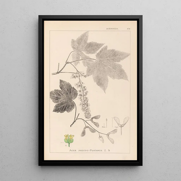 Louis Antoine Cusin - Herbier de la flore franaise Pl0119.webp