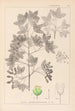 Herbier de la flore française Pl0121 - Louis Antoine Cusin — weergave van het kunstwerk