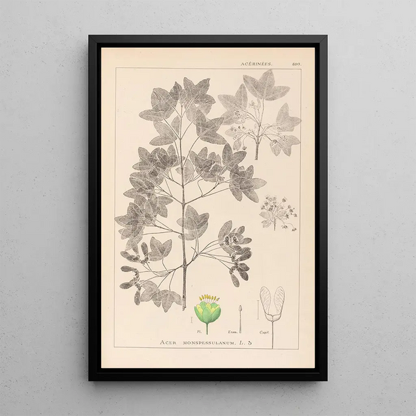 Louis Antoine Cusin - Herbier de la flore franaise Pl0121.webp