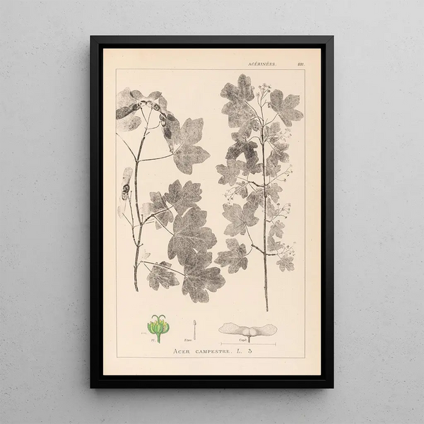 Louis Antoine Cusin - Herbier de la flore franaise Pl0122.webp