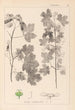 Herbier de la flore française Pl0122 - Louis Antoine Cusin — weergave van het kunstwerk