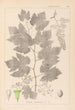 Herbier de la flore française Pl0124 - Louis Antoine Cusin — weergave van het kunstwerk