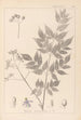 Herbier de la flore française Pl0126 - Louis Antoine Cusin | Reproduction — weergave van het kunstwerk