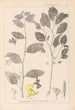 Herbier de la flore française Pl0127 - Louis Antoine Cusin — weergave van het kunstwerk